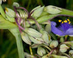 Spiderwort